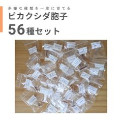数量限定】ビカクシダ胞子 56種セット - メルカリ