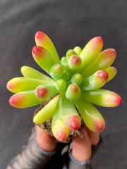 新入荷 女雛錦 ZM308×105苗 土付き 多肉植物 詰め合わせ