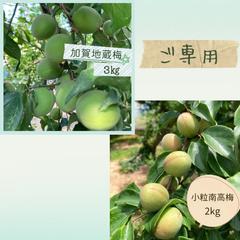 【ご専用】無農薬　青梅　加賀地蔵梅　3㎏ほど　青梅　小粒南高　2㎏ほど