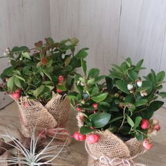 立派♡ 希少♡斑入り♡エバーフレッシュ♡ネムの木♡観葉植物♡インテリア♡ 希少♡斑入り♡エバーフレッシュ♡ネムの木♡観葉植物