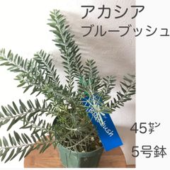 美形アカシア　ブルーブッシュ　苗・苗木　　★メルカリ便発送！