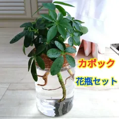 2025年最新】シェフレラ 大型の人気アイテム - メルカリ