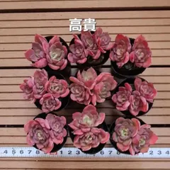 オーズプランツ・ゆきんこさん苗・韓国苗 6苗セット！メルカリ便発送 ゆきんこさん苗セット ピンクザラゴーサ×アセンション ユリアナ