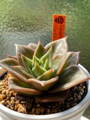 【多肉植物】ジェイドスター錦　韓国苗　エケベリア