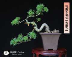 吾妻五葉松【大巓性】ダイテンショウ 実生 懸崖づくり 小品盆栽【泰寿園 Online】現品 一点物 盆栽 松柏 室内 鑑賞 趣味 卓上盆栽 盆栽鉢 グリーン 和 ギフト プレゼント 贈答品 ミニ盆栽 誕生日 母の日 父の日 敬老の日 記念日 お祝い 51