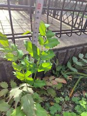 ヒイラギ 苗 根付き  自然栽培 無農薬