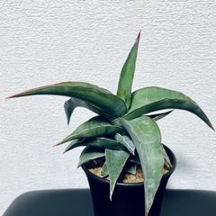サンスベリア ブルーキュ 斑入り Sansevieria Blue Kew SANSEVIERIA Blue Kew Plant With Root + FREE Certificate Size