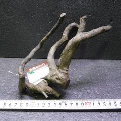 枝流木　リベラ　ウッドルーツM　1点物　No.190　天然　デルフィス　アク抜き済み　レイアウト　アクアリウム　RIVERA