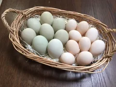 青いたまご　アローカナの平飼いたまご12個　烏骨鶏の平飼いたまご　12個のサムネイル