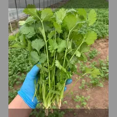 根付きパクチー！！　1kg（100g×10袋）