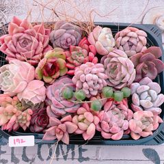 新春特別価格!!多肉植物寄せ植えset♡☆172