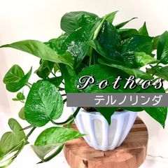《観葉植物》ポトス　5号　テルノリンダ