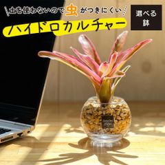 観葉植物 ハイドロカルチャー ネオレゲリア ベージュゼオライト 土を使わない ミニ 観葉 母の日 初心者 小さい おしゃれ 開店祝 風水 卓上 玄関 インテリア リビング 送料無料