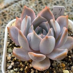 多肉植物 ☘️ チョコレート錦 ② 抜き苗 - メルカリ