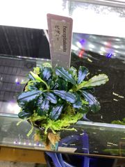 ブセファランドラ sp. ピグミー　大株 Bucephalandra sp. Pygmy
