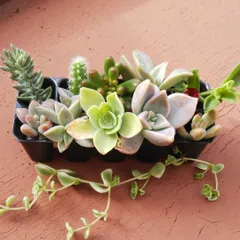 多肉植物 カット苗 おまかせ詰め合わせ