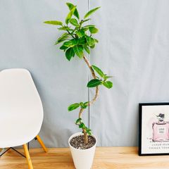 ［現品］31番　フィカス　アルテシマ　曲がり　8号　観葉植物　室内　大型　ゴムの木　おしゃれ　かわいい  斑入り