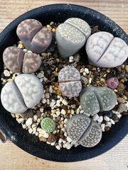 リトープスセット♡
