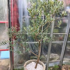 オリーブ　陶器鉢入り　引き取り限定　観葉植物　屋外　シンボルツリー　庭　ガーデニング　植木　インテリ　グリーン　花壇　玄関