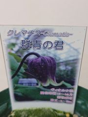 ♡クレマチス♡群青の君♡希少♡4号鉢♡関口花園