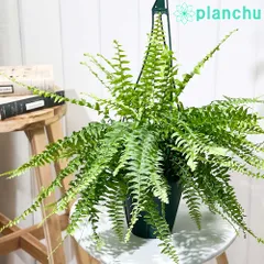 2025年最新】観葉植物 シダ ネフロレピスの人気アイテム - メルカリ