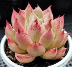 エケベリア 原種 ロンギシマ アズタトレンシス longissima aztatlensis