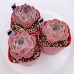 2025 New✨多肉植物　ソングフォーユー　韓国苗 2025 New✨多肉植物 ソングフォーユー 韓国苗 多肉植物 pariʚ