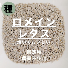 【種】ロメインレタス　固定種　農薬不使用　100粒