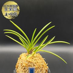 富貴蘭 風蘭 蘭 玉川錦 タマガワニシキ 3本立 【現品】2268-1 フウキラン フウラン 送料無料