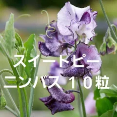 2026年最新】スイートピー ニンバスの人気アイテム - メルカリ