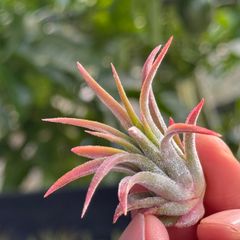 チランジア イオナンタ ミディ グレー(グレイ) Tillandsia ionantha var. Midi Grey＊エアプランツ＠フラワーショップ江口