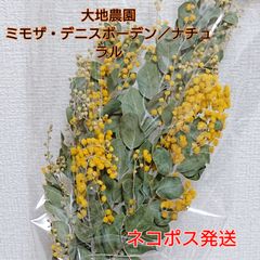 大地農園 ミモザ・デニスボーデン／ナチュラル 新品1袋