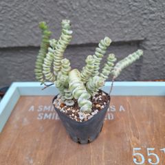 ☆ファンタジー☆専用です　多肉植物