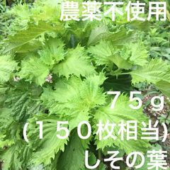 【農薬不使用】しその葉 75g 大葉 青じそ 青紫蘇 青ジソ