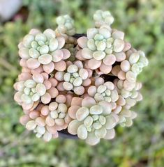 キャビア　特大群生根付き　韓国苗　多肉植物