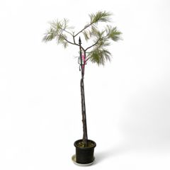 グレヴィレア ムーンライト 実生9年 10号鉢 187cm ネイティブプランツ(オージープランツ)
