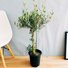 ［現品］【希少】100番　創樹　オリーブ　セントキャサリン　7号　観葉植物　レア　屋外　プラ鉢　珍しい　おしゃれ