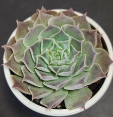 エケベリア 原種 ヒアリナ サンルイス デ ラパス hyalina. san luis de lapaz ケーレス実生苗  月曜or火曜日発送。