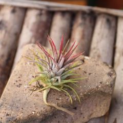 チランジア　【イオナンタ・ハミムラ】　エアープランツ　エアプランツ　スパニッシュモス　多肉植物