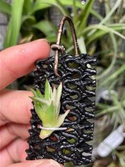 【ネコポス】チランジア バンハイニンギー アルボマルギナータ ハーフムーン　Tillandsia vanhyningii Albomarginata キンクマ農園☆T0141
