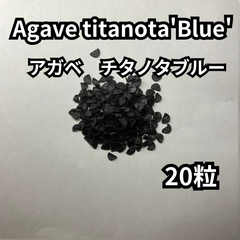 【種】20粒　Agave titanota'Blue'　アガベ　チタノタブルー