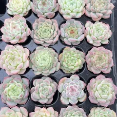 5季節のおまかせ5個多肉植物4CM-6CM 大美苗 エケベリア 韓国苗