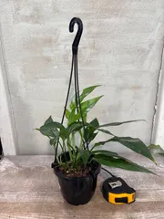 2025年最新】マングーカズラ・・の人気アイテム - メルカリ