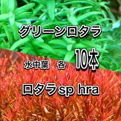グリーンロタラ、ロタラsp hra 水中葉各10本