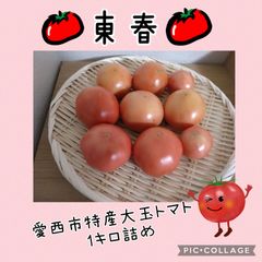 愛西市特産　大玉トマト　1キロ大きさ不揃い（常温発送）