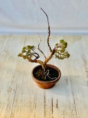 真柏　小品盆栽　しんぱく