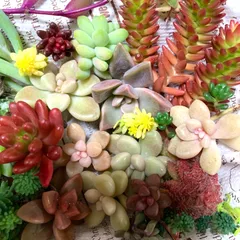 多肉植物セダム、チビエケベリア詰め合わせ　中パック