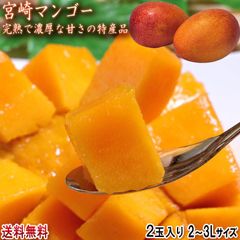 宮崎マンゴー 温室・完熟栽培 2玉 2～3Lサイズ 宮崎県産 JA共撰品 甘さ濃厚な旬の美味しさ！特産品のトロピカルフルーツ