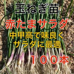 赤玉ねぎ苗100本‼️中まで彩り鮮やかな品種‼️辛味の少ない赤玉ねぎ‼️