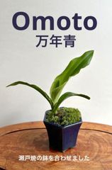ミニ盆栽　万年青　オモト　瀬戸焼の鉢　藍色系